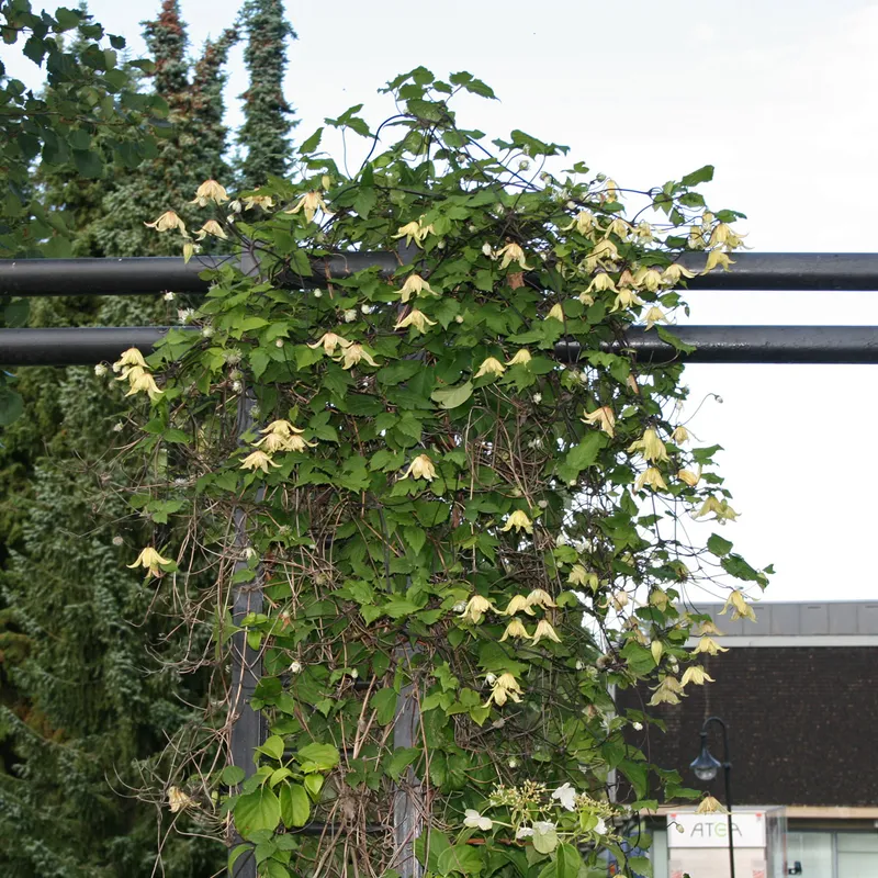 Klematis - Clematis atragene Love Child E (Storlek: C2)