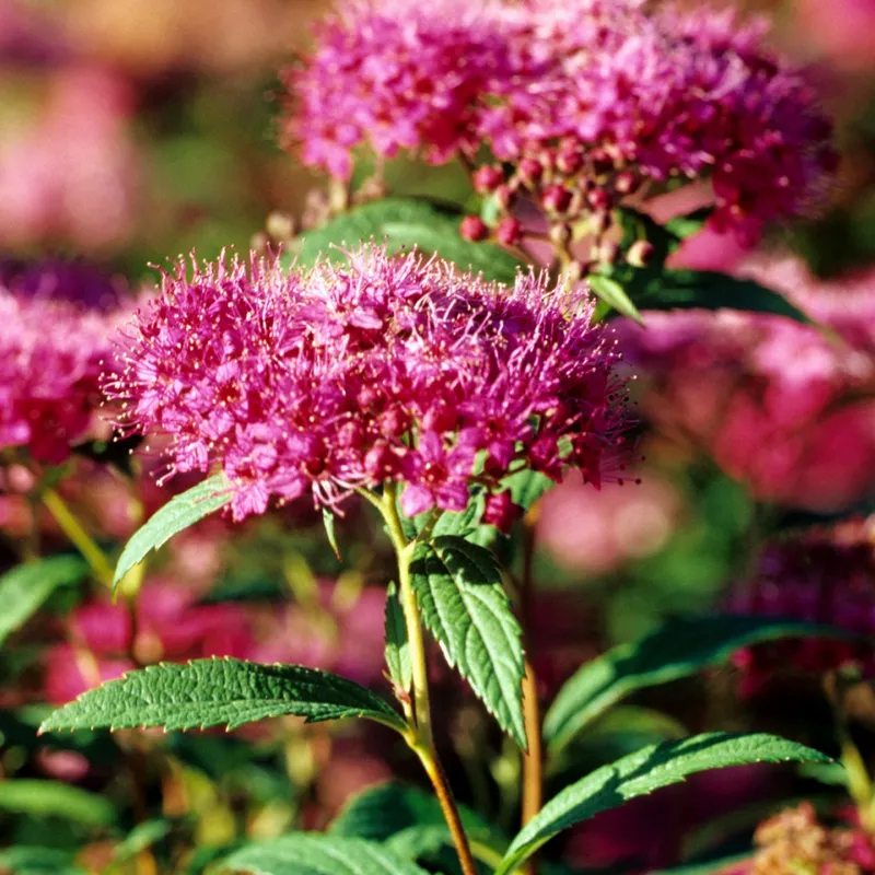 Rosenspirea 10-pack - Spiraea japonica ’Anthony Waterer’ (Storlek: 20-30 barrot)