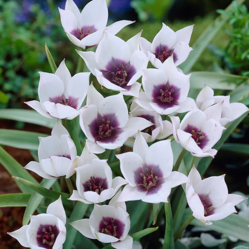 Violtulpan 5st – Tulipa humilis Alba Coerulea Oculata
