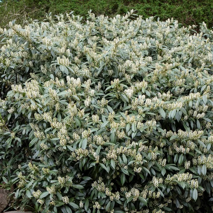 Lagerhägg - Prunus laurocerasus Otto Luyken (Storlek: 40-50 co)