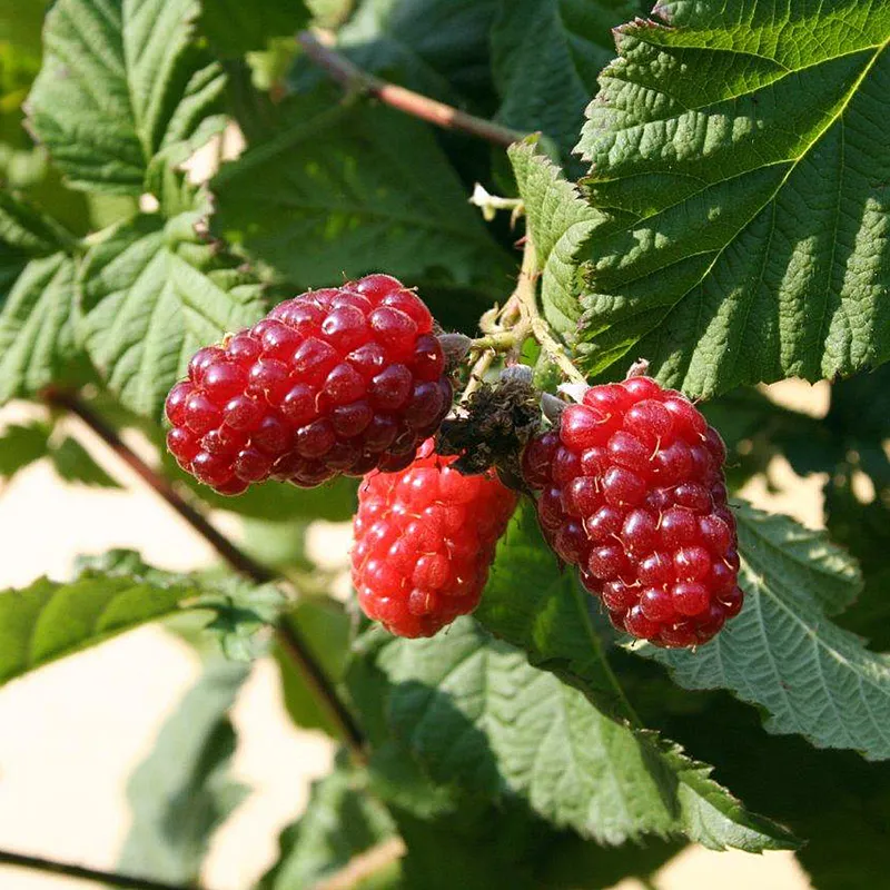 Björnbärshallon/Tayberry – Rubus Tayberry (Storlek: C5)
