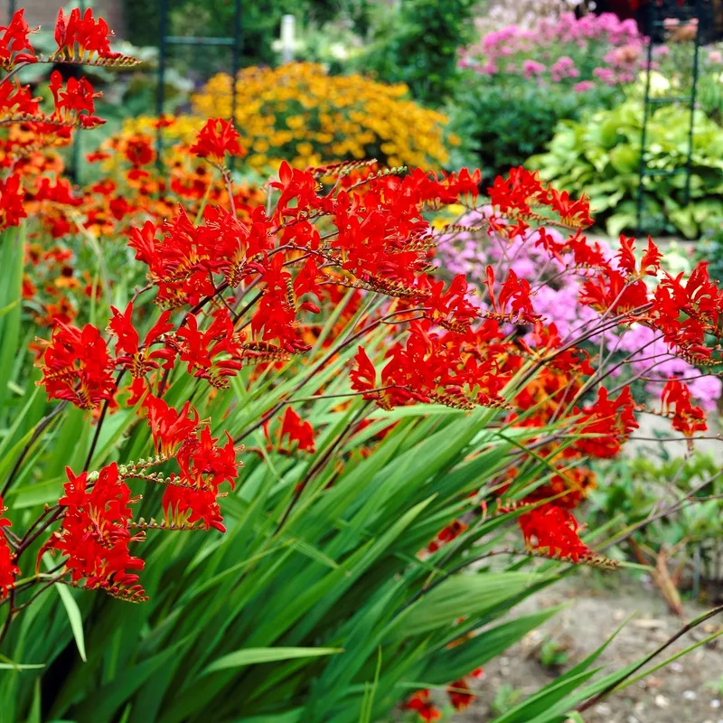 Montbretia Lucifer 10st – Crocosmia x crocosmiiflora