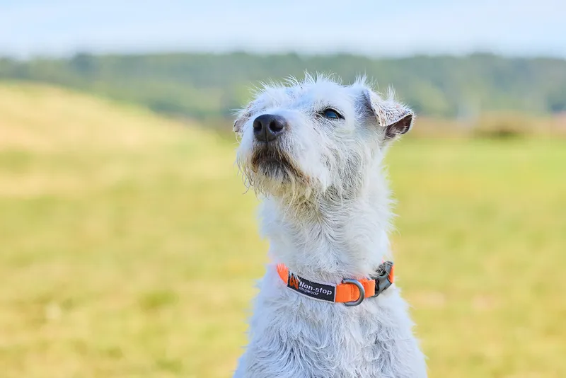 Tumble Hundhalsband Orange