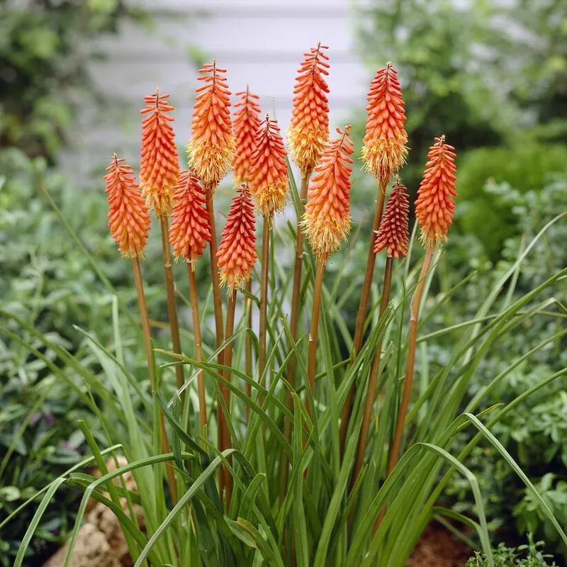 Fackellilja Red Alcazar 1st - Kniphofia uvaria