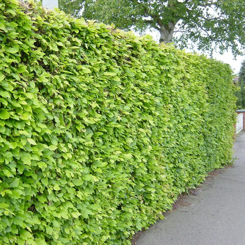 Bok 10-pack - Fagus sylvatica (Storlek: 100-140 barrot)
