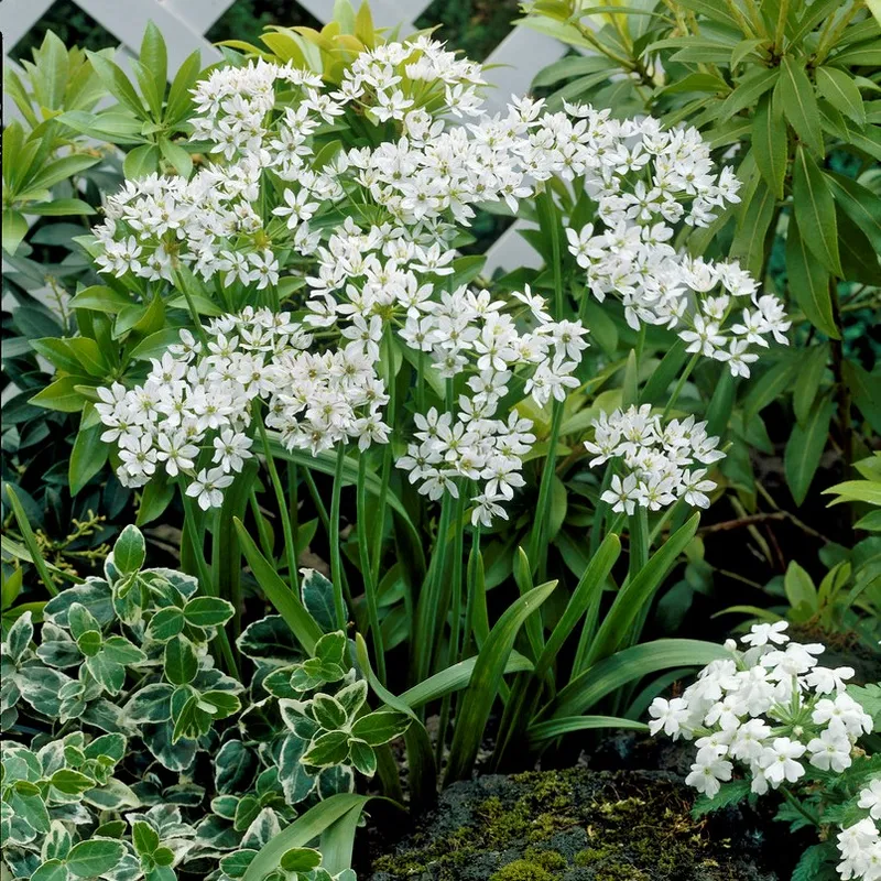 Neapellök 20st – Allium neapolitanum