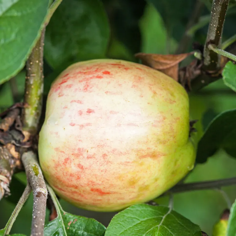 Sommaräpple Låg Stam - Malus domestica Sävstaholm E (Storlek: stam P60 2 års co)
