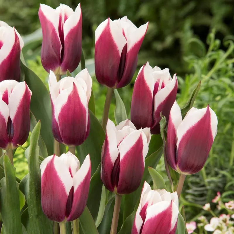 Triumftulpan 7st – Tulipa gesneriana Spitsbergen