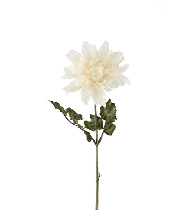 Dahlia snittblomma vit