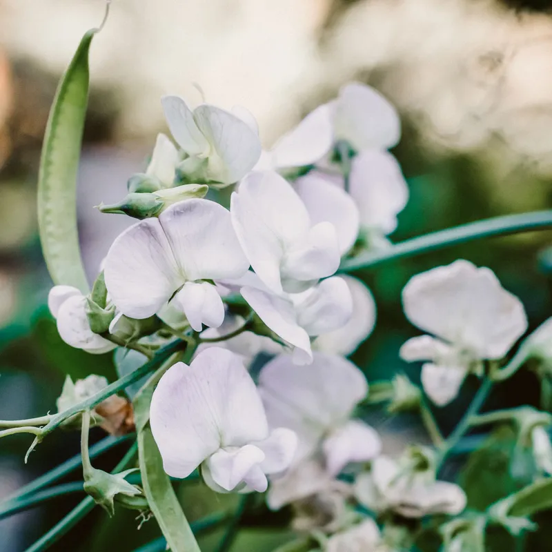Luktärt, Spring Sunshine Light Blue – Lathyrus odoratus Spring Sunshine Light Blue