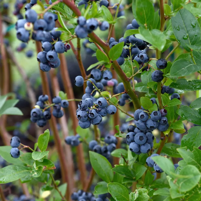 Amerikanskt Blåbär – Vaccinium corymbosum Olle ® (Storlek: C5)