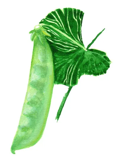 Sockerärt Låg Norli – Pisum sativum Norli