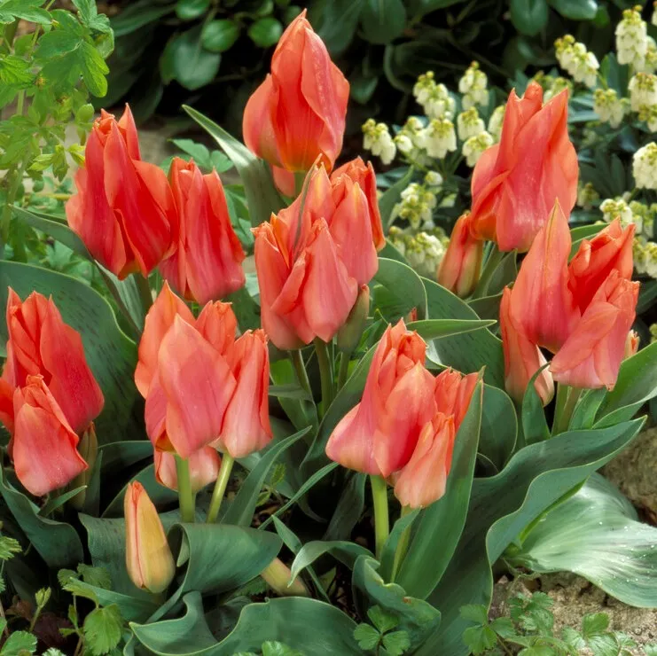 Påfågelstulpan 10st – Tulipa greigii Toronto