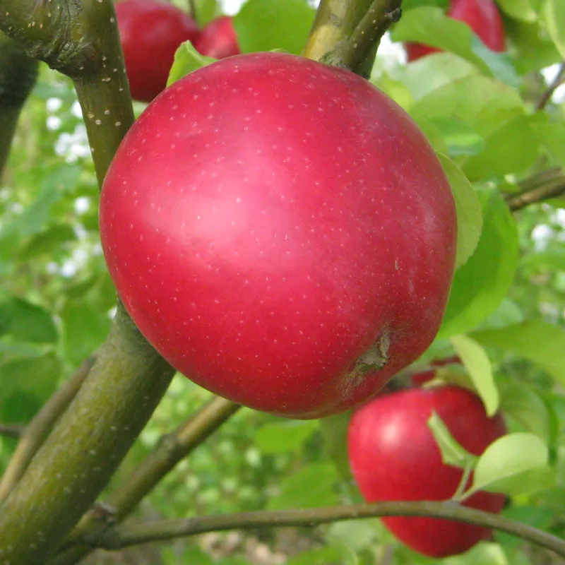 Höstäpple Upplands Landskapsäpple – Malus domestica P.J. Bergius (Röd Sävstaholm) (Storlek: stam A2 2 års co)