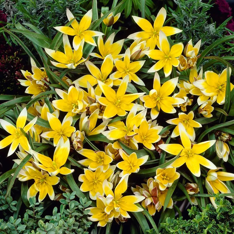 Flocktulpan 10st – Tulipa tarda