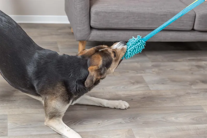 Bungee Dummy Leksak för Hund - Hundleksak