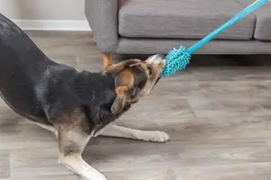 Bungee Dummy Leksak för Hund - Hundleksak