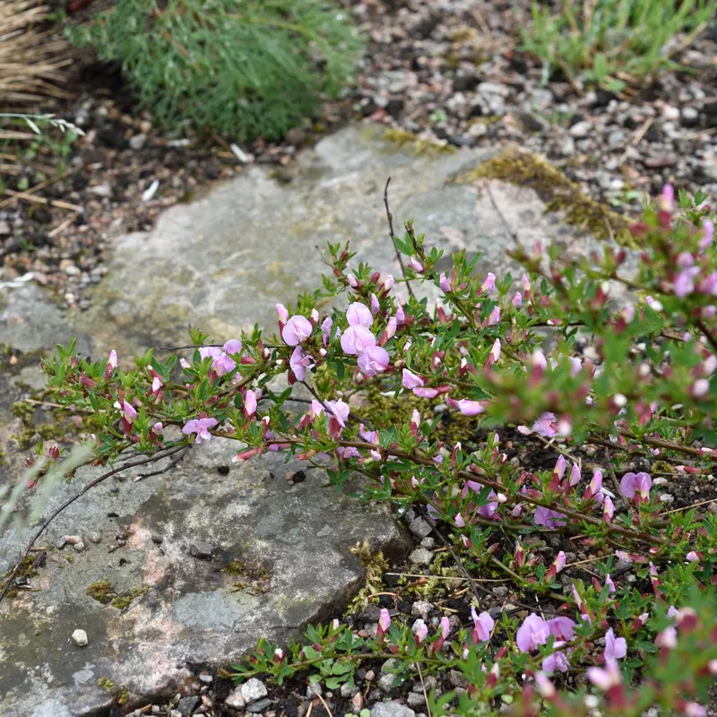 Purpurginst – Chamaecytisus purpureus (Cytisus) (Storlek: 20-25 C2)