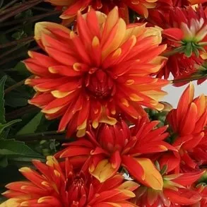 Dahlia Dekorativ Japlou 1st – Dahlia x pinnata Japlou