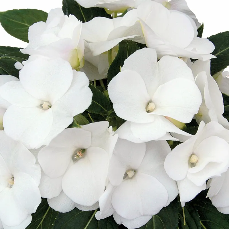 Lyckliga Lotta, Stickling 3-pack – Impatiens hawkerii Paradise Cabano White