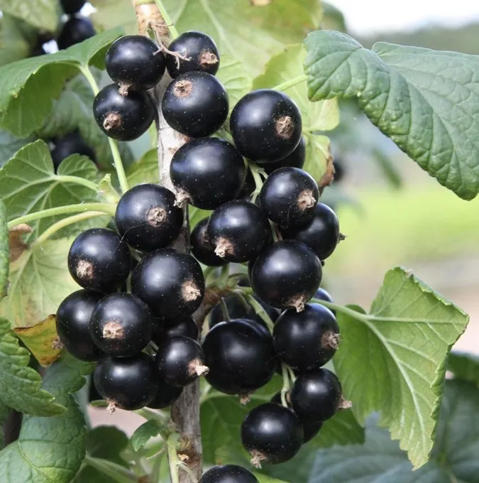 Svarta Vinbär/Krukvinbär – Ribes nigrum Little Black Sugar ® (Lowberry) (Storlek: C2)