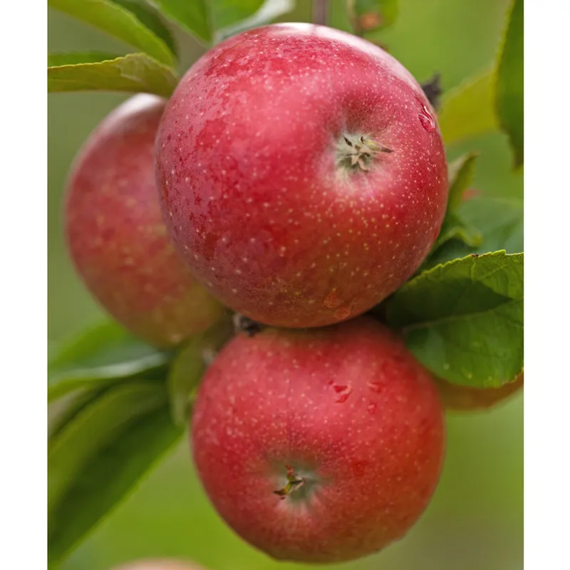 Höstäpple, Skånes Landskapsäpple - Malus domestica Aroma E (Storlek: stam A2 2 års co)