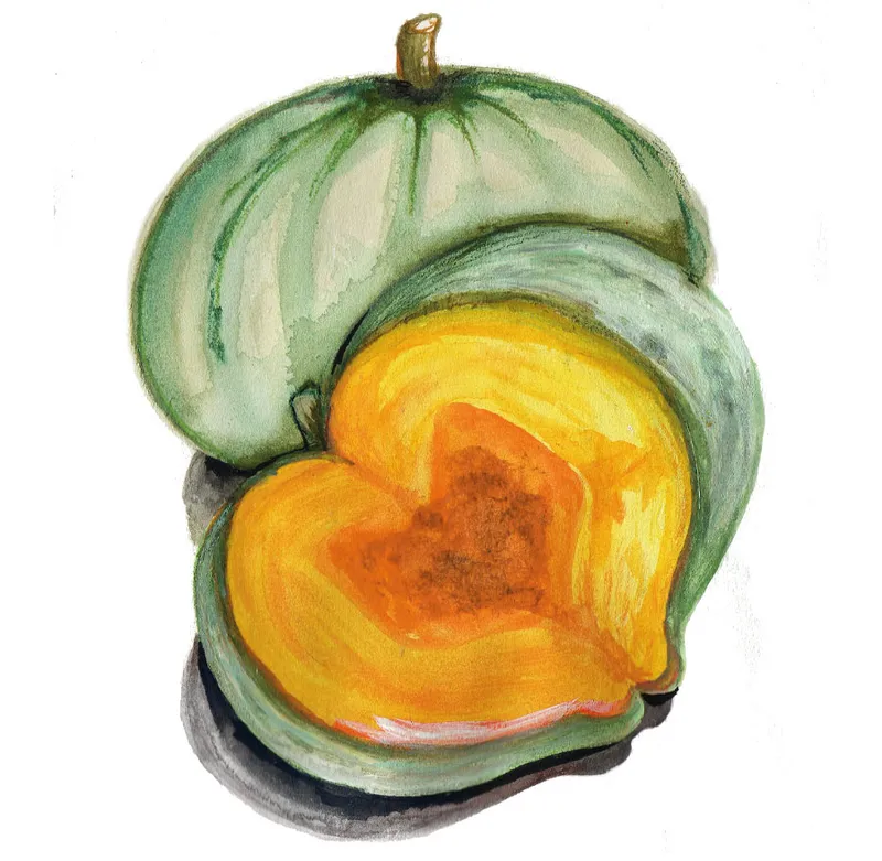 Squash, Vinter-, Sweet Meat Oregon Homestead – Cucurbita maxima Sweet Meat Oregon Homestead