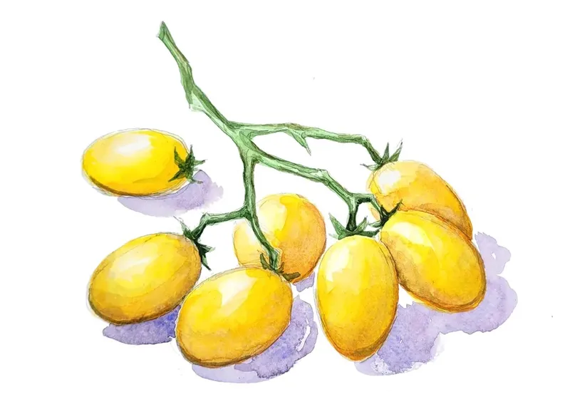 Körsbärstomat Ildi – Solanum lycopersicum Ildi