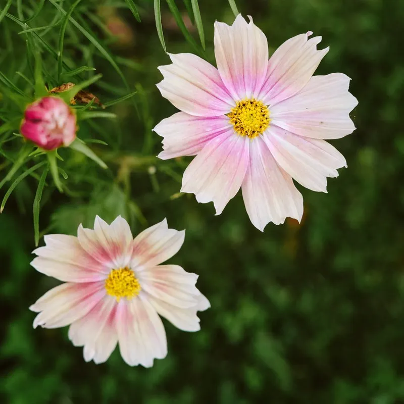 Rosenskära, Apricot Lemonade - Cosmos bipinnatus Apricot Lemonade