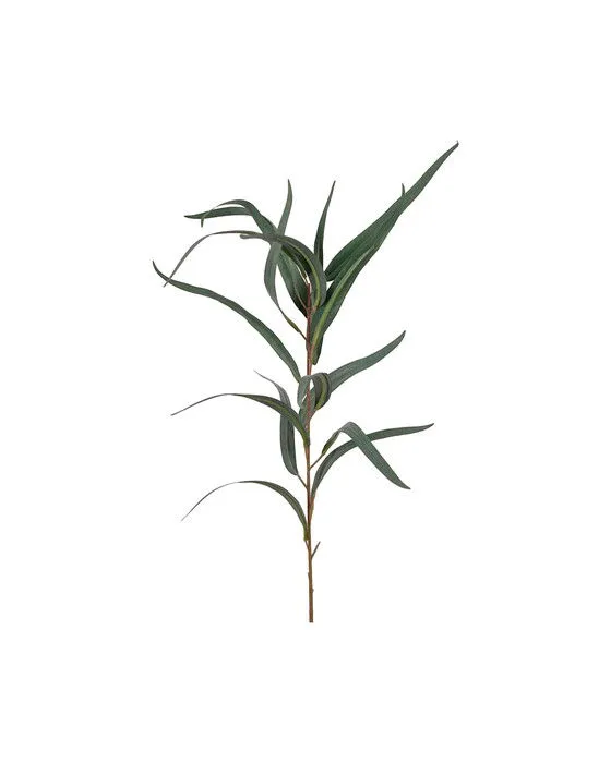 Eucalyptus snittblomma grön
