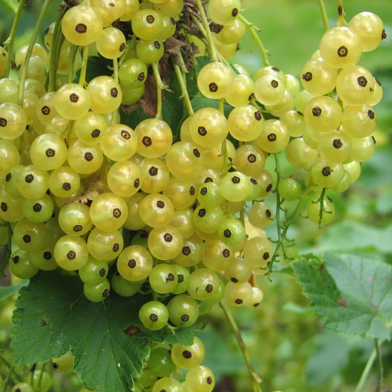 Vita Vinbär – Ribes rubrum Gullan (Storlek: Halvsolitär C15)