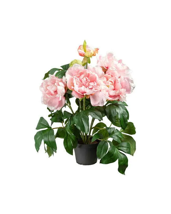 Pion krukväxt rosa