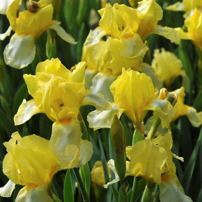 Iris Trädgård Blessed Again 1st – Iris germanica