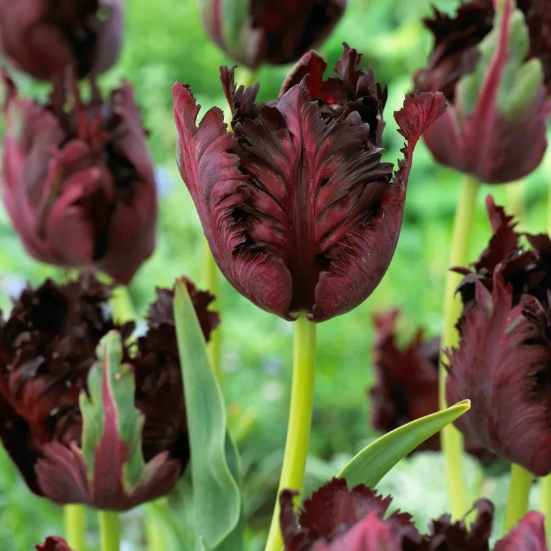 Papegojtulpan 7st - Tulipa Black Parrot