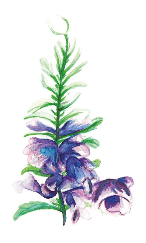 Turkisk Drakblomma – Dracocephalum moldavica
