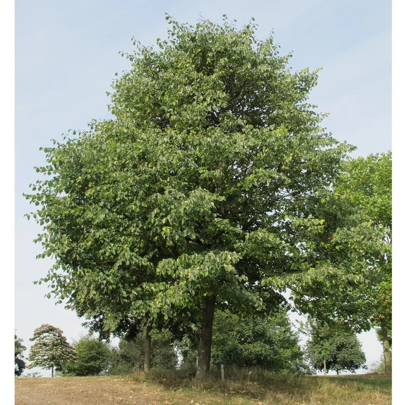 Lind – Tilia cordata (Storlek: utr 150-200 co)