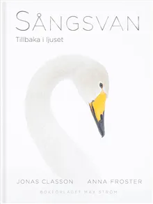 Sångsvan : Tillbaka i ljuset