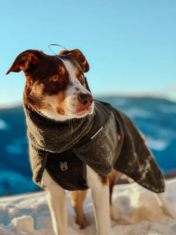 Non-stop Dogwear Wool Dog Jacket - Small Sizes Dark Teal