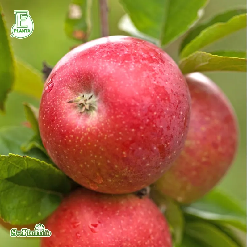 Höstäpple Låg Stam, Skånes Landskapsäpple - Malus domestica Aroma E (Storlek: stam B9 2 års co)