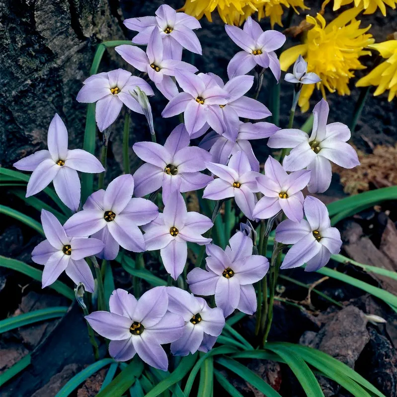 Vårlilja 15st – Ipheion uniflorum Wisley Blue