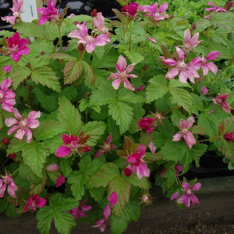 Allåkerbär - Rubus arcticus ssp. stellarct. Sofia (Storlek: C2)