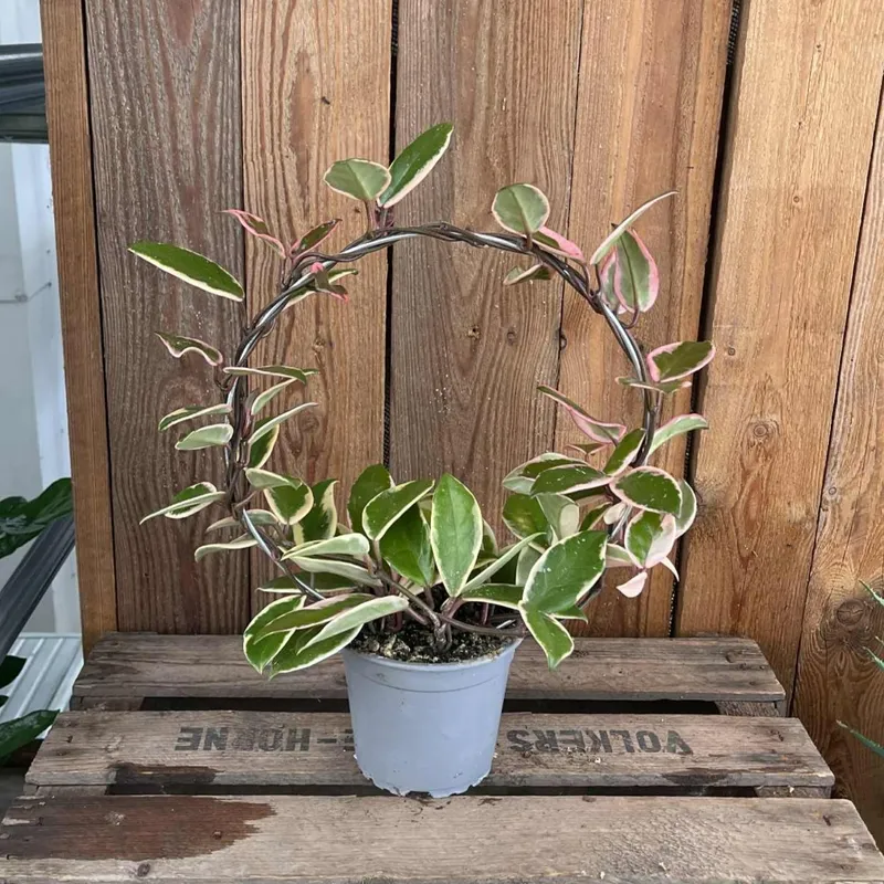 Hoya carnosa Flamingo Dream, Porslinsblomma båge – Hoya carnosa Flamingo Dream