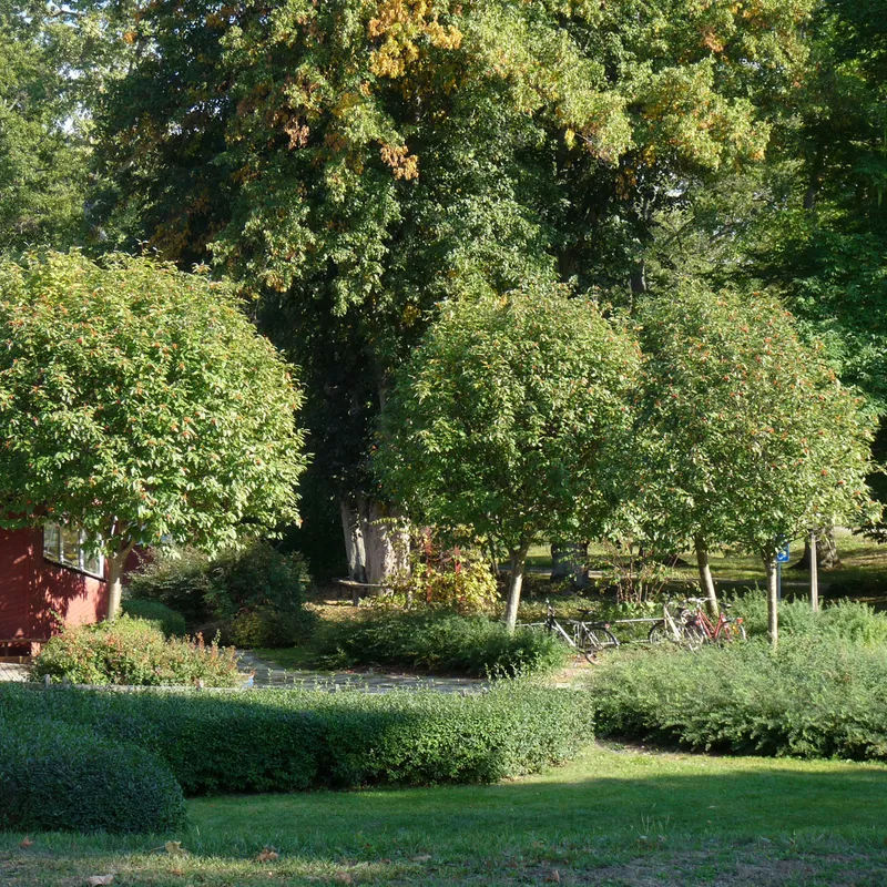 Rundoxel – Sorbus x thuringiaca Fastigiata E (Storlek: utr 150-200 co)