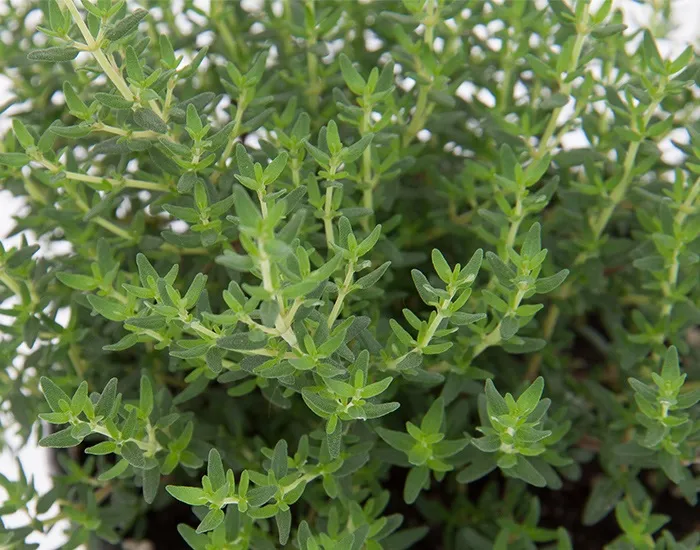 Kryddtimjan, Stickling 3-pack – Thymus vulgaris Faustinii