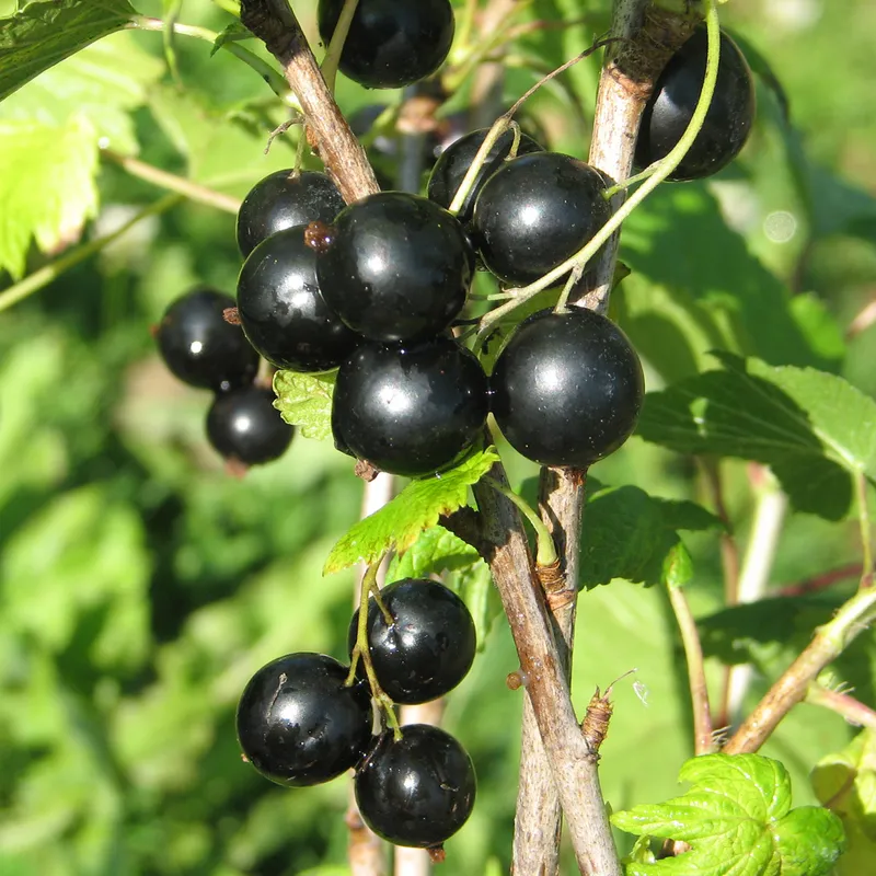 Svarta Vinbär – Ribes nigrum Intercontinental ® (Storlek: busk C3,5)