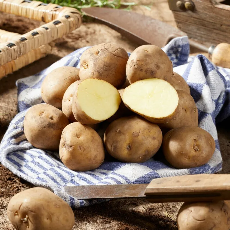 Sättpotatis Timo (Storlek: 1kg)