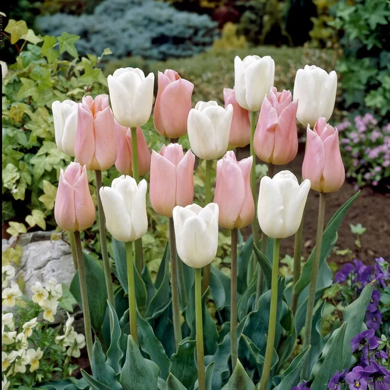 Triumftulpan Mix 10st – Tulipa gesneriana Sweet Candy Mix
