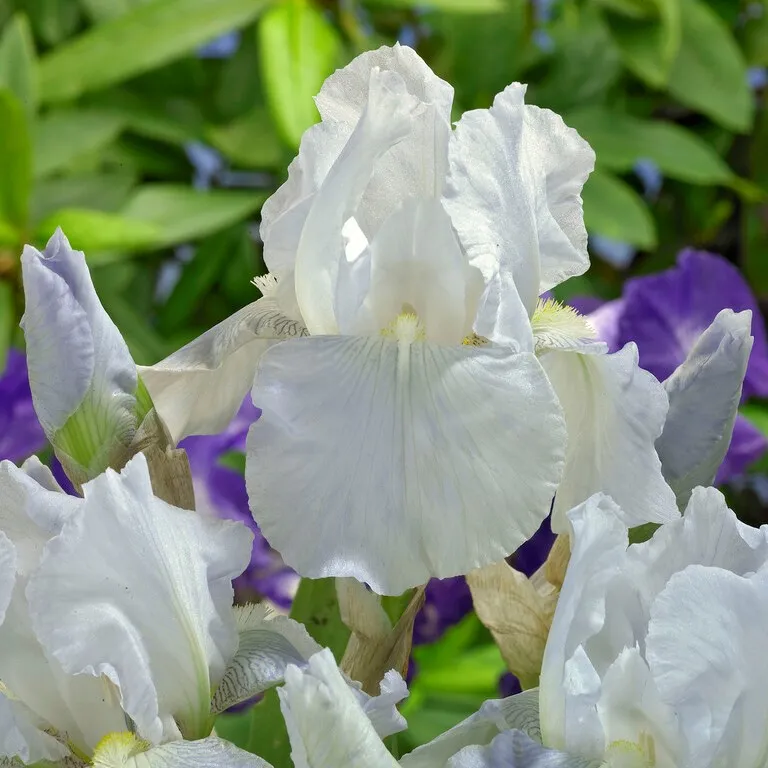 Iris Trädgård Immortality 1st - Iris germanica