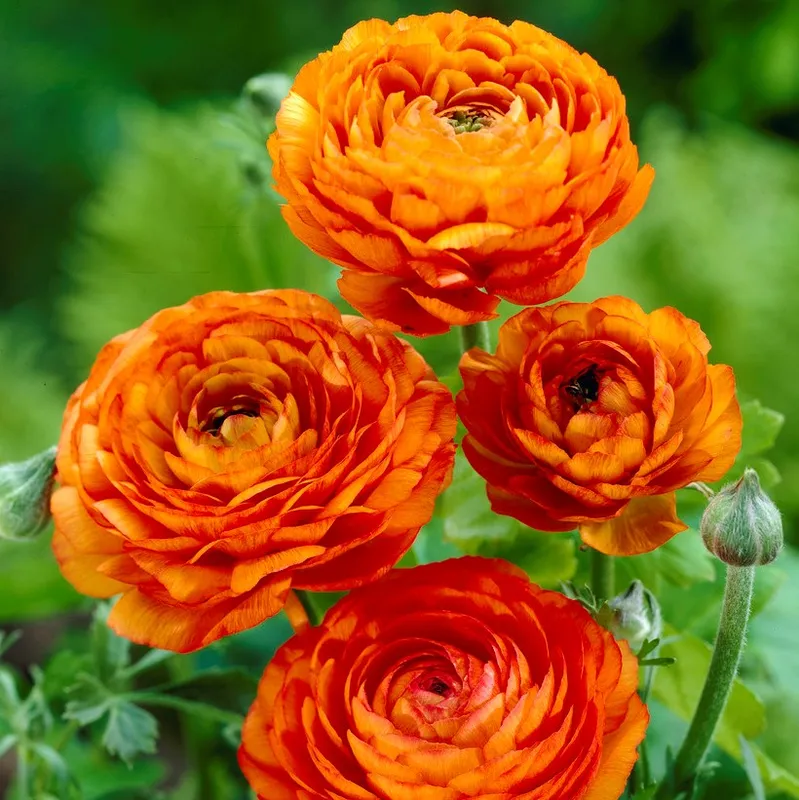 Ranunkel Ranunculus asiaticus Orange 10st - Ranunculus asiaticus