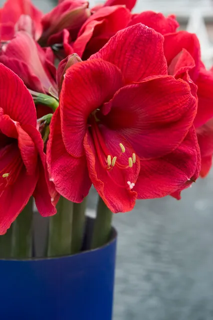 Amaryllis – Hippeastrum Red Victory ®